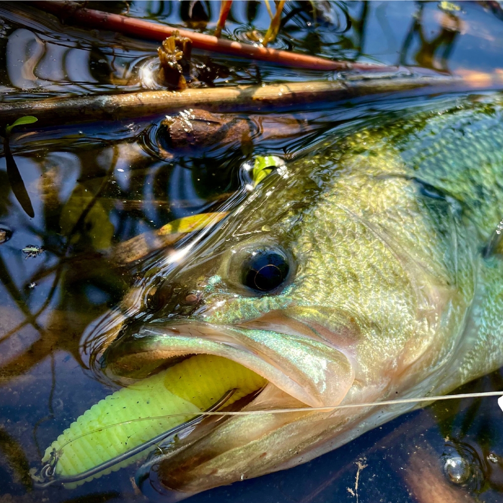 Cast&Catch VİDALI KİLİTLİ Yaba - Fishing Hook Weedless incelemesi ve fiyatı
